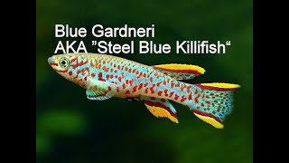 A Must Have In Your Aquarium Killifish Fundulopanchax Nigerianus Gardneri [upl. by Ursola]