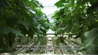 Hortipray® micronutri Fe fertiliser – Testimonial from Kwekerij De Lindenborg The Netherlands [upl. by Platt725]