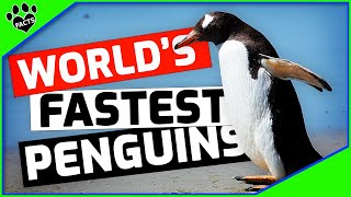 Top 10 Interesting Facts About Gentoo Penguins 101 [upl. by Akihsay]