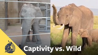 “Stereotypic” Behavior in Zoos Reveals Stress and Suffering [upl. by Rosenzweig216]