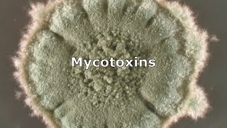 Mycotoxins and Mold by IndoorDoctor [upl. by Hilda]