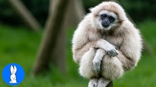 Cute Gibbons Playing amp Climbing [upl. by Ttemme]