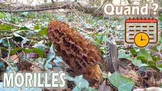 Quand récolter des morilles  Les cueillir à la bonne taille [upl. by Howlyn]