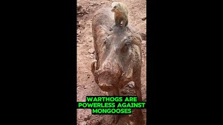 Warthogs are powerless against mongooses and heres whyshorts [upl. by Rusell]