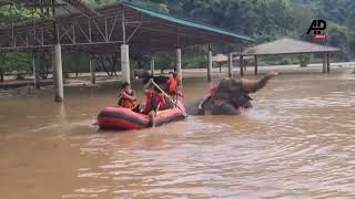 Elephants evacuated from flooded shelter in Chiang Mai [upl. by Dincolo]