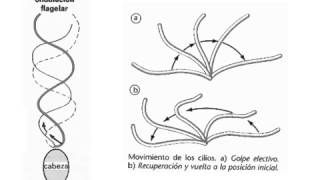 Funciones de los cilios y flagelos [upl. by Woolley]