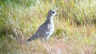 European Golden Plover Pluvialis apricaria kapustarinta 3102024 Leveäkari Pori W Finland [upl. by Sisxela]