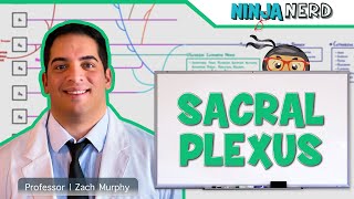 Neurology  Sacral Plexus [upl. by Clein]