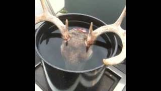 Deer Head Skull Mount  DIY European Style [upl. by Melita]