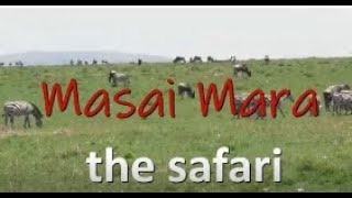 Masai Mara the safari [upl. by Tadich993]