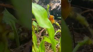 Baby Platy and Bristlenose  fishtank update Oct 21st 2024 [upl. by Morentz825]