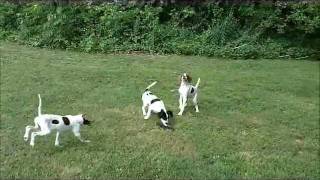 English ELHEW Pointer Puppies For Sale [upl. by Ado]