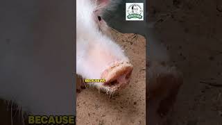 BEST PIG BREEDS farming dairytechnology pig pigfarming [upl. by Yaakov855]