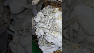 relaxing nature oyster mushroom mushroom harvest mushroom flute [upl. by Lawson]