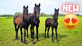 New horses at Stal H When Im gone 3B are real friends  Friesian Horses [upl. by Hocker93]