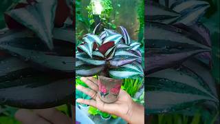 Wandering Jew Plant propagation with zero cost trending propagation shorts [upl. by Marinelli]