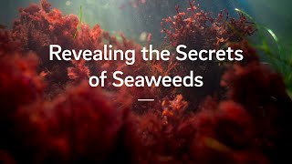 Revealing the Secrets of Seaweeds [upl. by Lorena]