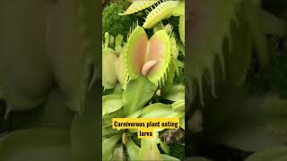 Carnivorous plants eating insects for their nutrition and energy [upl. by Perkoff355]