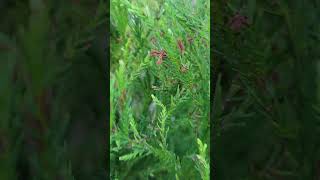 Cryptomeria tip blight cercospora at Lowes [upl. by Durno]