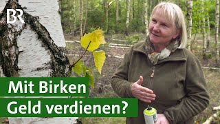 Gestern Pfui heute Hui Geld verdienen mit Birken  Baum der Zukunft  Wald  Unser Land  BR [upl. by Wildee]