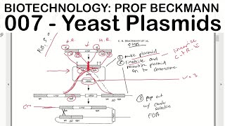 Biotechnology 007 Yeast Plasmids Prof Beckmann [upl. by Faso]