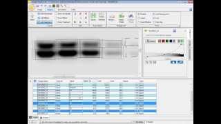 Training on Image Studio Lite and Image Studio on the CDiGit Chemiluminescent Western Blot Scanner [upl. by Ymia119]