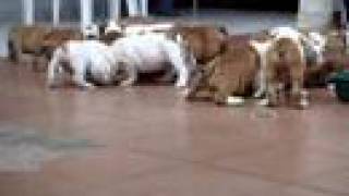 English Bulldogs puppies for sale  wwwmauiexpokennelcom call us  7862069330 [upl. by Elsa407]