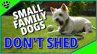 Top 10 Best Small Family Dogs That Dont Shed  Low Maintenance Dogs [upl. by Sanger431]