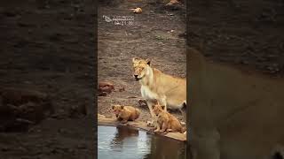 Lioness And Her Cubs Drink Pool Water Mlondozi Picnic Spot [upl. by Lavoie]