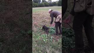 14Week Old Deutsch Langhaar on her 2nd Blood Track [upl. by Roanne]