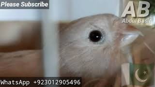 Bullfinch  Bullfinch Call  Bullfinches  Bullfinch Juvenile  Bullfinch Singing  Bullfinch UK [upl. by Kylander]