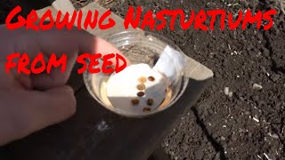 Growing nasturtiums from seed [upl. by Rosana]