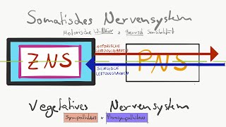 Gliederung des Nervensystems [upl. by Hefter499]