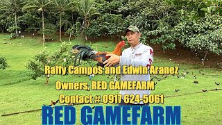 Welcome To Red Gamefarm Home Of The Best Quality Breed [upl. by Sanjiv705]