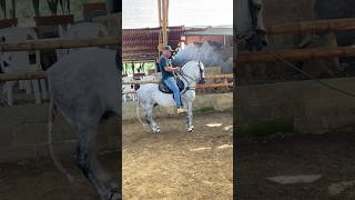 Caballo moro colombiano 🇨🇴parati caballos caballosdepasofino colombia caballofino parati [upl. by Atem]