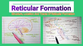 What isare the Structure  Location And Tracts Associated With Reticular Formation  Medico Star [upl. by Yenhoj235]