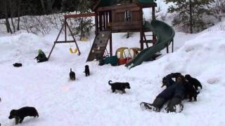 Les chiots Berger allemand de Harley mars 2014 [upl. by Yrocaj]