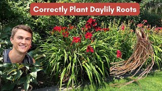 Planting Daylily Roots Correctly and How to Care for Daylilies [upl. by Asilak304]