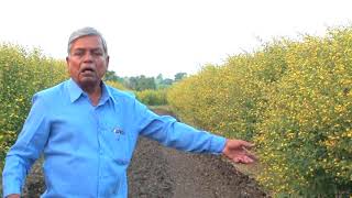 Pigeon pea crop PRAJA तुर पिक पद्धति [upl. by Enilada]