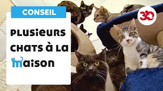 La cohabitation des chats [upl. by Eusassilem]