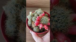 CACTO MAMMILARIA COM FRUTOS [upl. by Kai157]