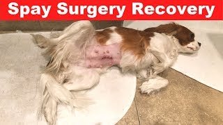 SPAY OPERATION RECOVERY VLOG  Healing from Spay Vlog [upl. by Eryn690]