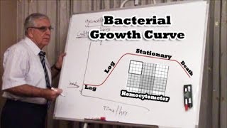 Bacterial Growth Curve  منحنى نمو البكتيريا [upl. by Alocin]