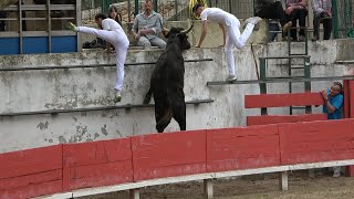 MANDUELTaureaux JeunesCourse Camarguaise06042024 [upl. by Esereht]