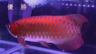 2014 臺灣觀賞魚博覽會1比賽紅龍＆金龍專輯冠軍紅龍身價NT250萬Red＆Golden ArowanaTaiwan Aquarium ExpoFull HD 1080p [upl. by Emyam]