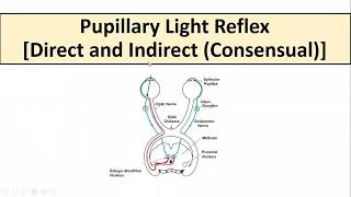 Pupillary Light Reflex [upl. by Aroel964]