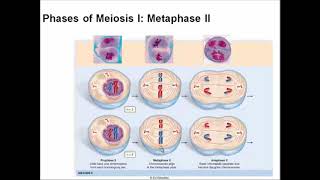 Chapter 10  Meiosis F21 [upl. by Golter191]