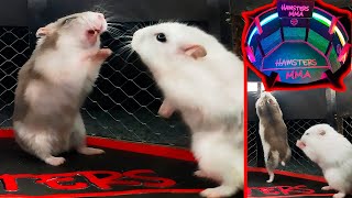 White hamster vs grey hamster🐹 Fights in the cardboard octagon🐹HAMSTERS MMA [upl. by Ettennyl]