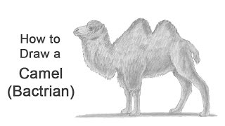 How to Draw a Camel Bactrian [upl. by Yelrihs299]