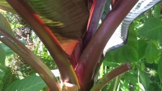 GARDENING GUIDE How to grow Bananas  The RED Abyssinian Banana  Ensete maurelii Banana Care Tips [upl. by Akirahs549]